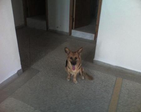 mirza